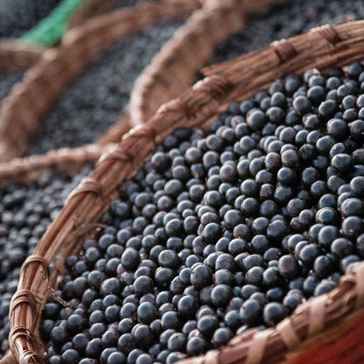 Where to buy Acai Berry in Singapore and How to Differentiate the Quality