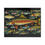 Thumbnail: Beetle-Go National Spaces - Trout