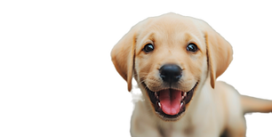 Labrador pup