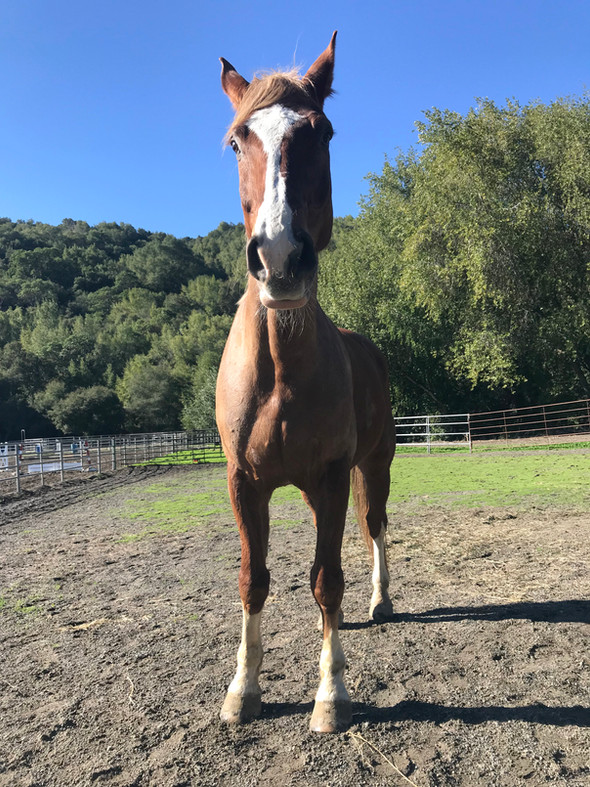 Tall Horse Problems? Here's 10 Rules For Navigating Large Horse Territory