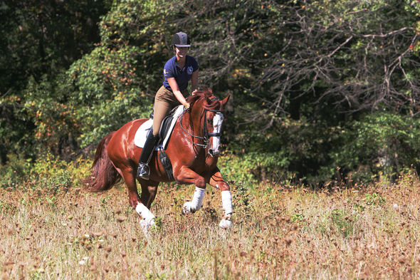 Developing The X-Factor: JJ Tate On Teaching Horses To Love Their Work