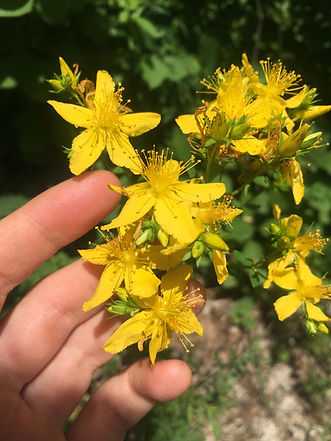 Collecting St. John's Wort Southwest Harbor Maine