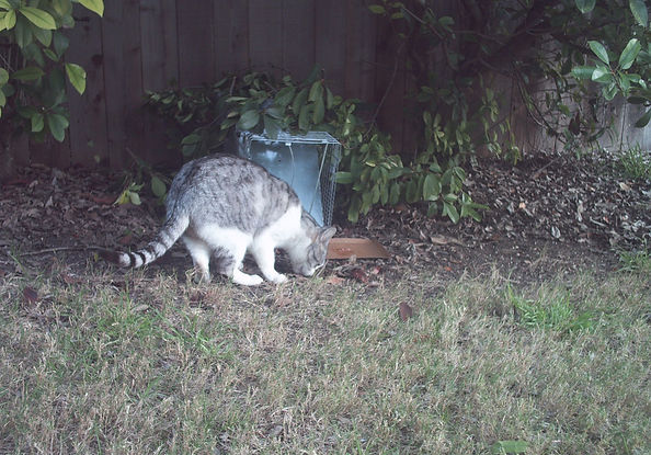 Feral cat_edited.jpg