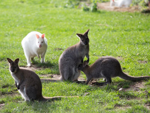 wallabies