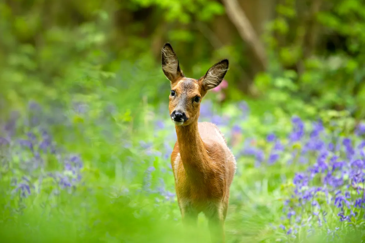 deer