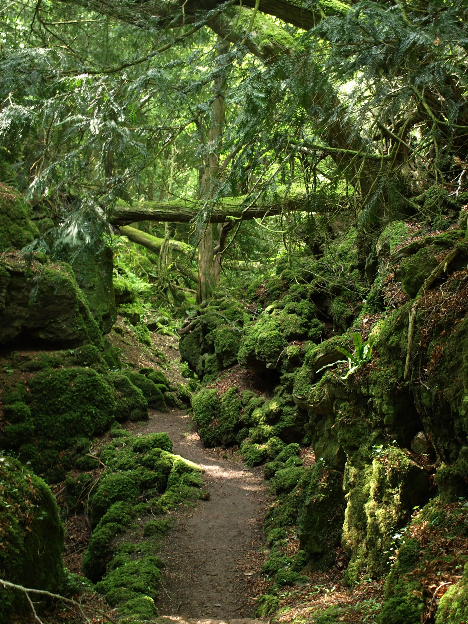 Puzzlewood Ancient Woodland mossy path