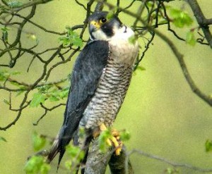 peregrine falcon