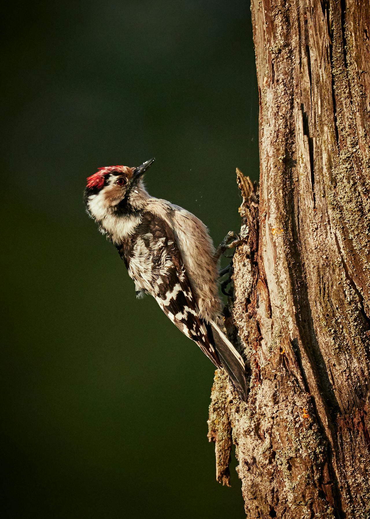 woodpecker on tree
