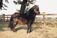 Kerswell Relko as a 2 year old