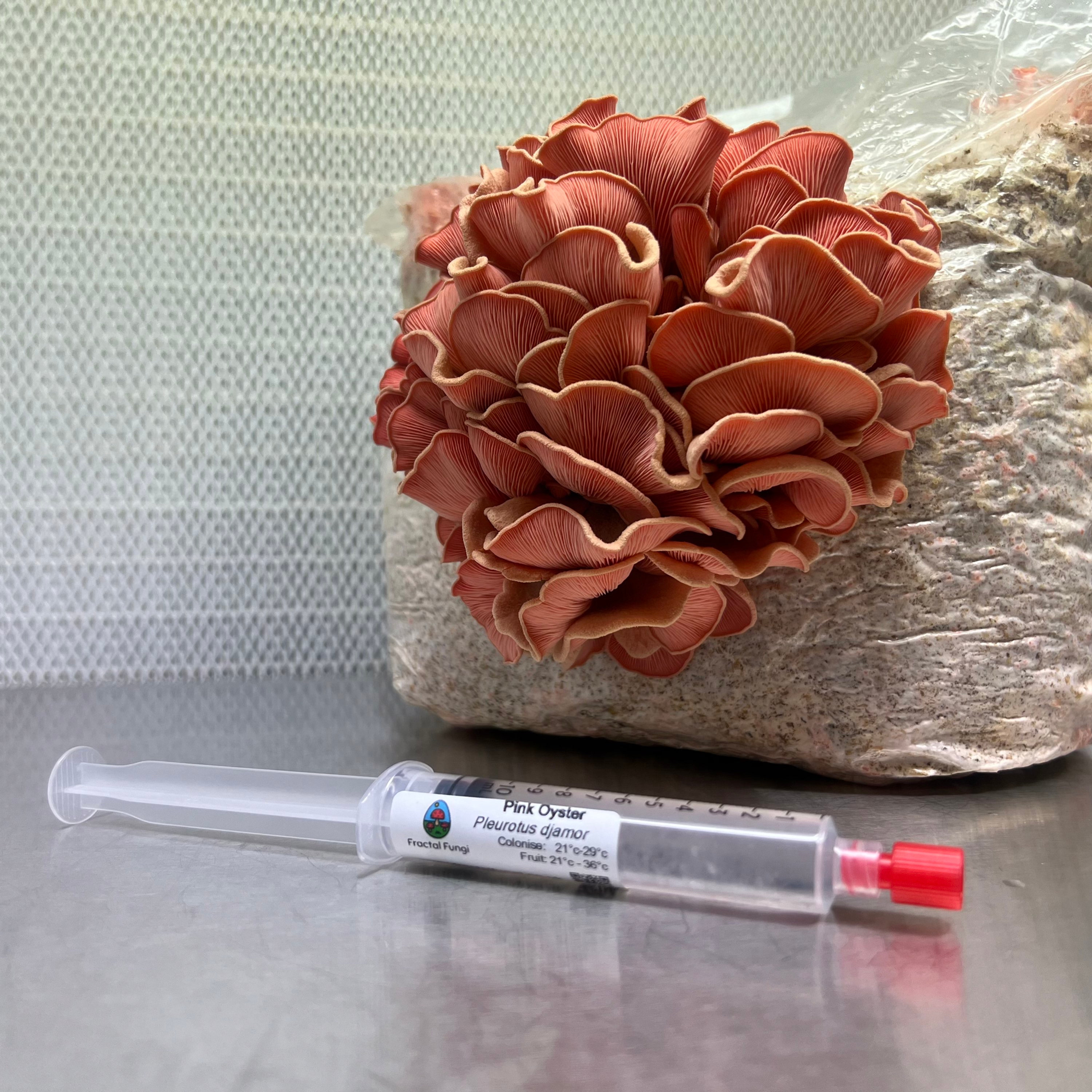 10ml Pink Oyster Liquid Culture