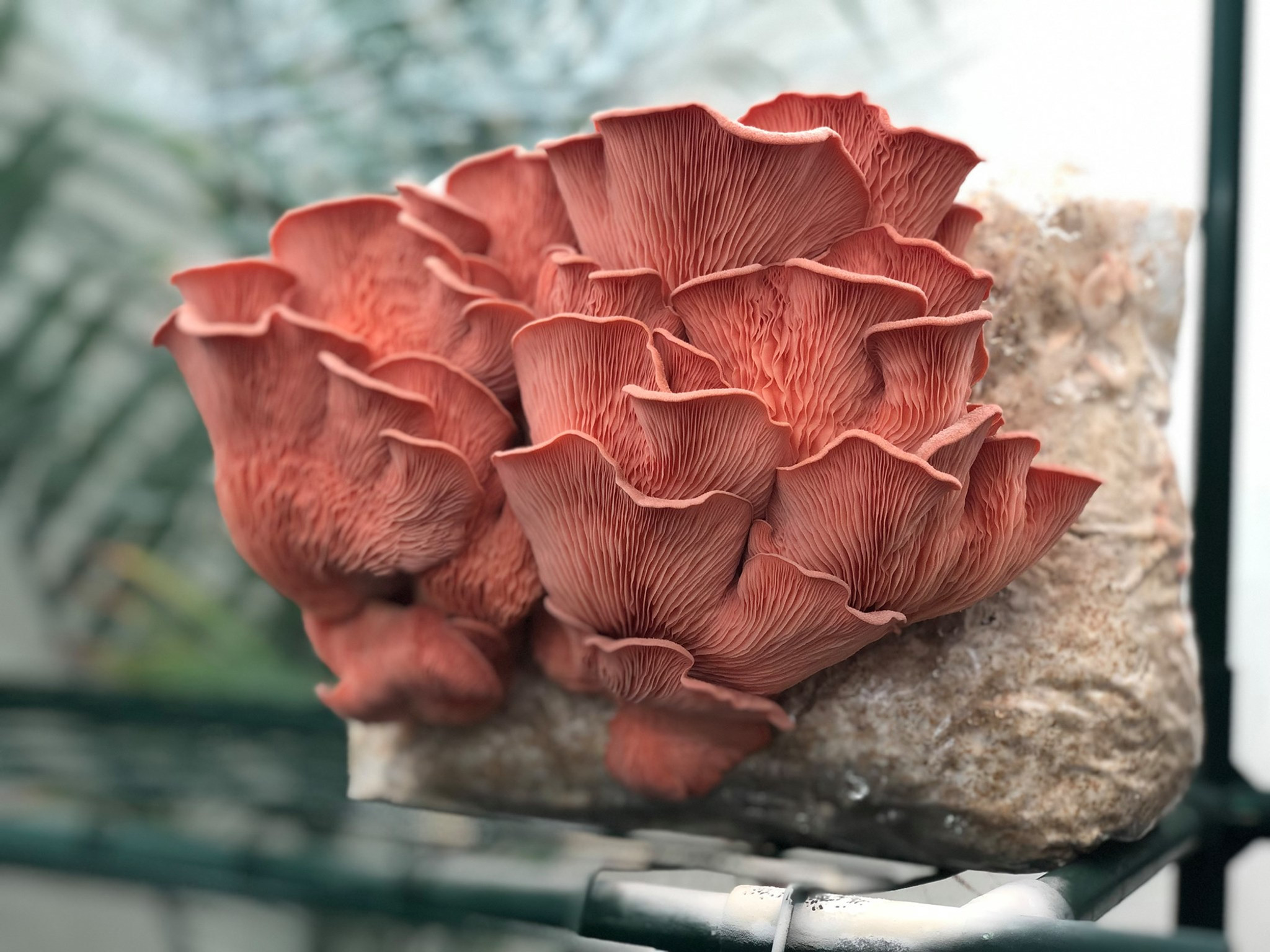 Pink Oyster Mushroom Grow Kit