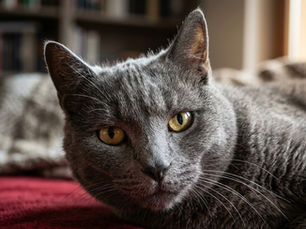 Benvenuti in Equilibrio Animale: Dove la Scienza incontra l'Ascolto