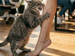 L’Asse Intestino-Cervello nel Gatto: Se è irritabile, forse ha solo mal di pancia