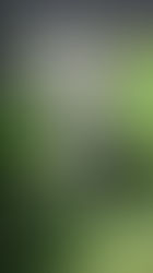 These cute Kittens (sponsored by AAAP) are now up for adoption. Please let us know if you are intere