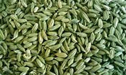 Fennel (Foeniculum vulgare) is a plant species in the genus Foeniculum (treated as the sole species in the genus by most botanists). It is a member of the family Apiaceae (formerly the Umbelliferae). It is a hardy, perennial, umbelliferous herb, with yellow flowers and feathery leaves.