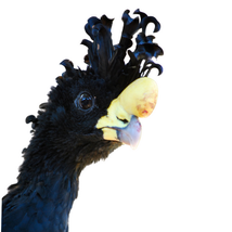 Head of a Bare-Face Curassow (bird)