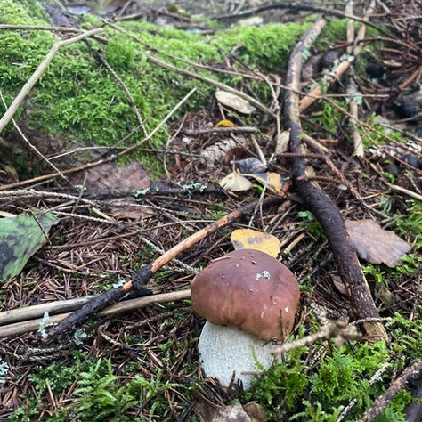 Auta minua olemaan herkkutatti!