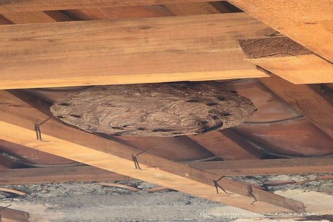 nid-frelon-asiat-avant-inter-chantier-061025