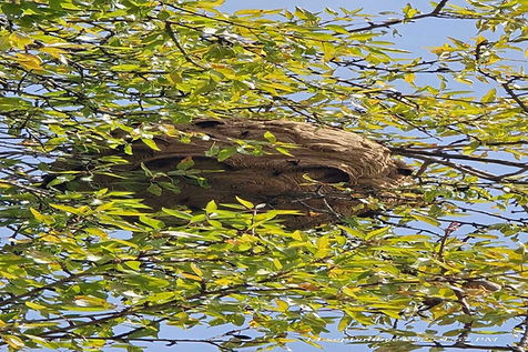 frelon-peille-14sept2025-01