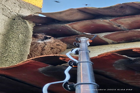 nid-frelon-asiat-zoom-activite-traitement-071025