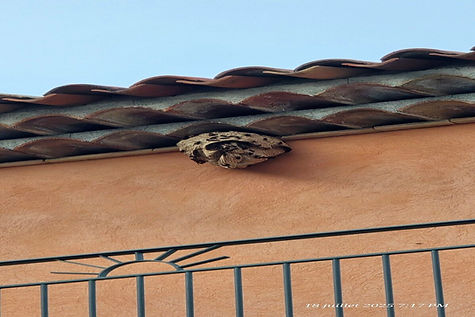 nid-frelons-sous-tuiles-tourrettes-180725