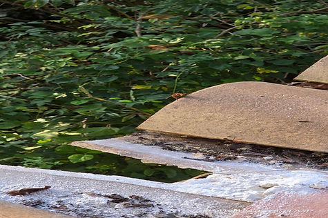 detuilage-poudrage-frelon-europeen-chateauneuf-06