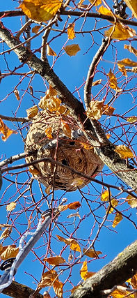 Traitement à la perche télescopique d’un nid de frelons asiatiques dans un arbre à Grasse