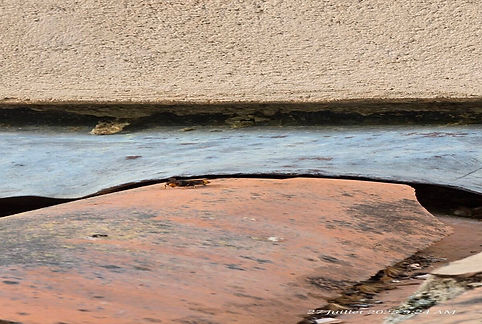 nid-frelon-asiat-zoom-entree-avant-inter-270725