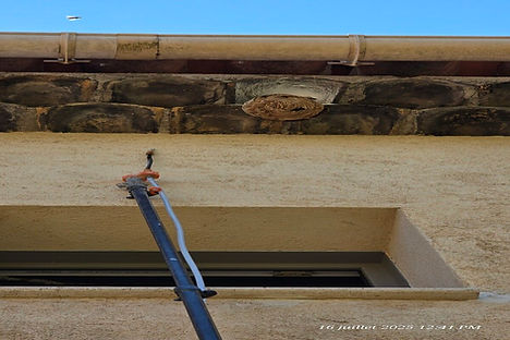nid-frelon-hauteur-perche-antibes2-2025-07