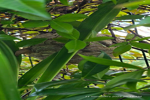 nid-frelon-asiatique-zoom-avant-destruction-111125