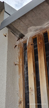 Frelons européens entrant sous la toiture d’une habitation à Cagnes-sur-Mer