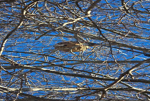 nid-frelon-asiatique-zoom-avant-traitement-080126