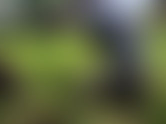 Tree Planting at NDC Resort