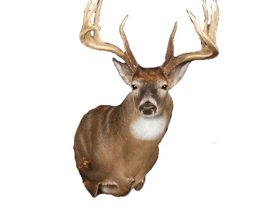 Screen Shot 2022-01-13 at 10.26_edited.png