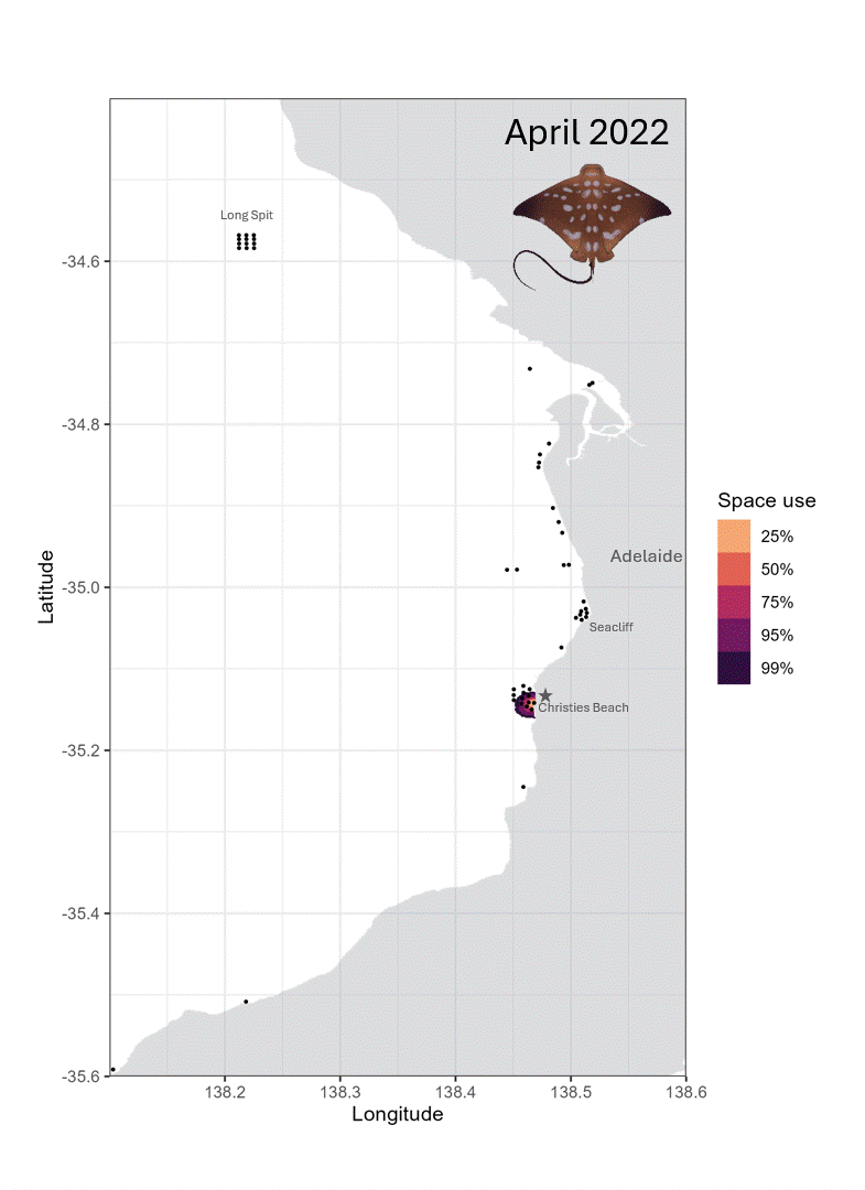 An animated latitude and longitude plot of shaded areas representing the time southern eagle rays spend in different areas of the Adelaide coastline throughout the year.
