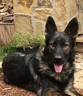 German Shepherd Breeder Blue Halo K9