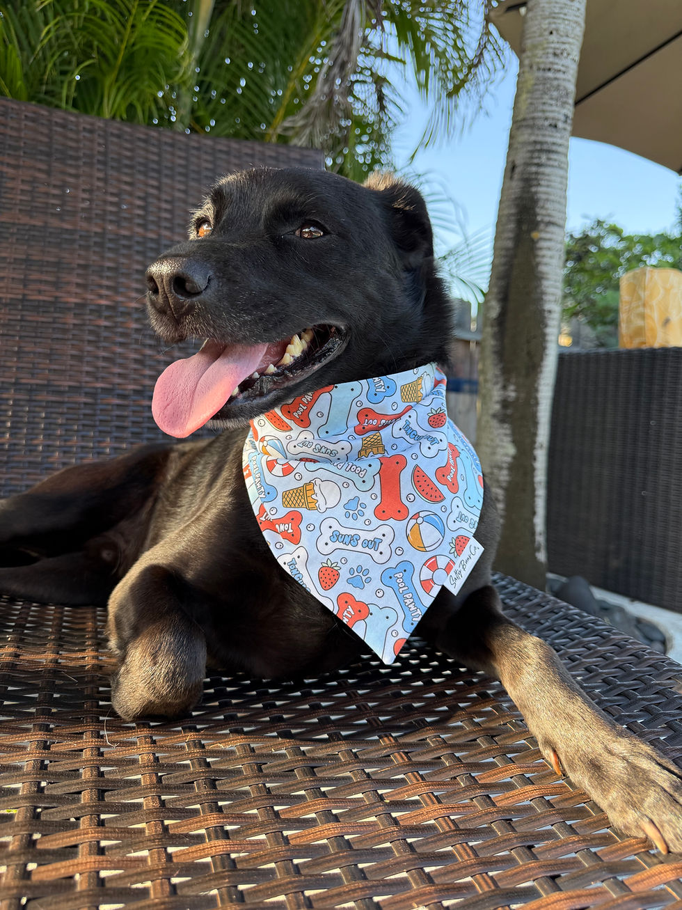 Thumbnail: Pool Paw-ty