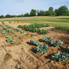 Our Victory Garden Addendum in Perryville