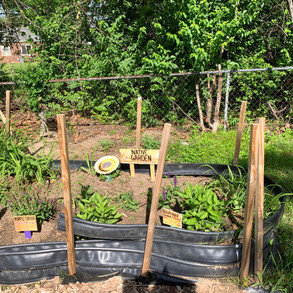 The Native Garden