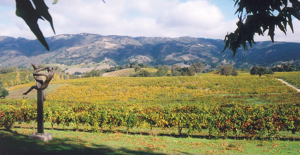 vineyard view 1