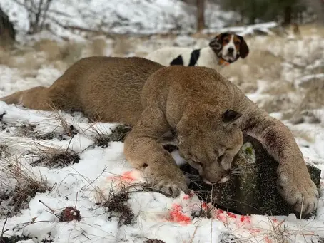 Why British Columbia Is a Premier Destination for Mountain Lion Hunts