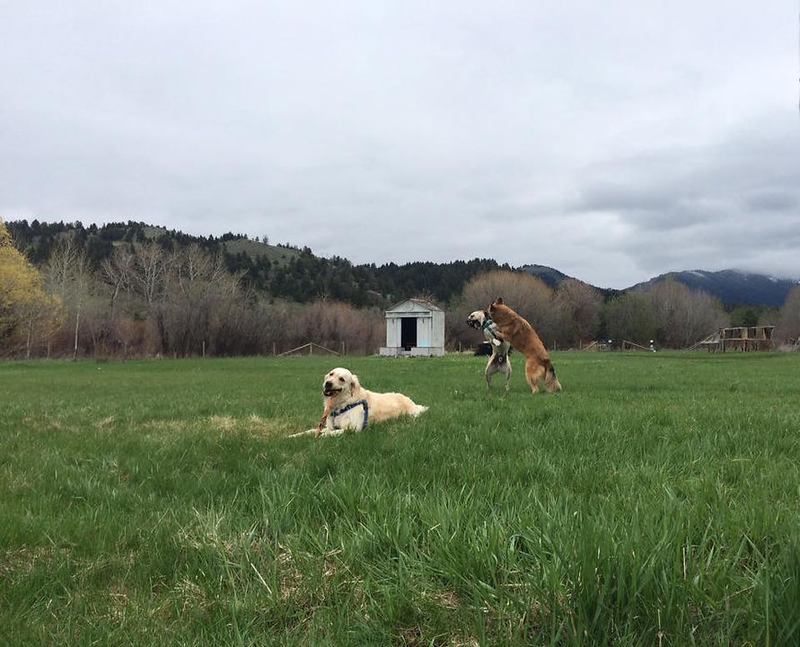 dogs at play.jpg