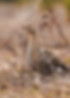 Bob White Quail
