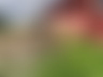 Step-by-Step Garden Shed Clearance Process Explained