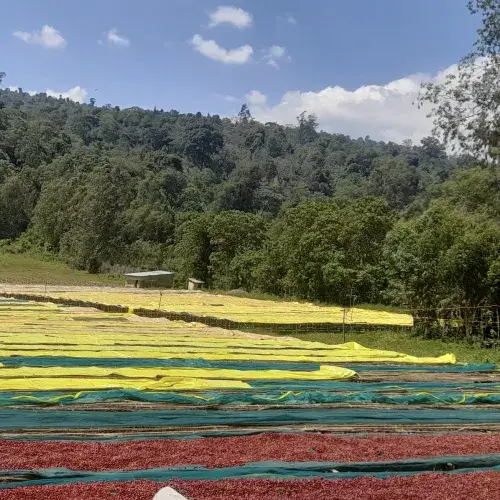 Miniature : Éthiopie - Station de lavage Chelchele