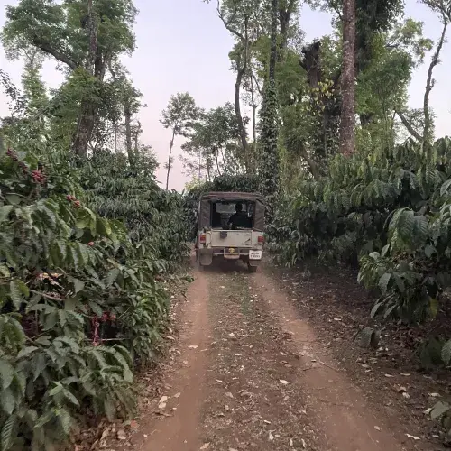 Thumbnail: India - Biota Coorg - Robusta