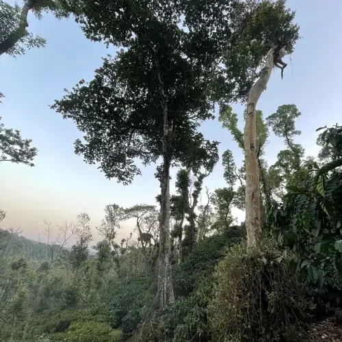 Thumbnail: India - Biota Coorg - Robusta
