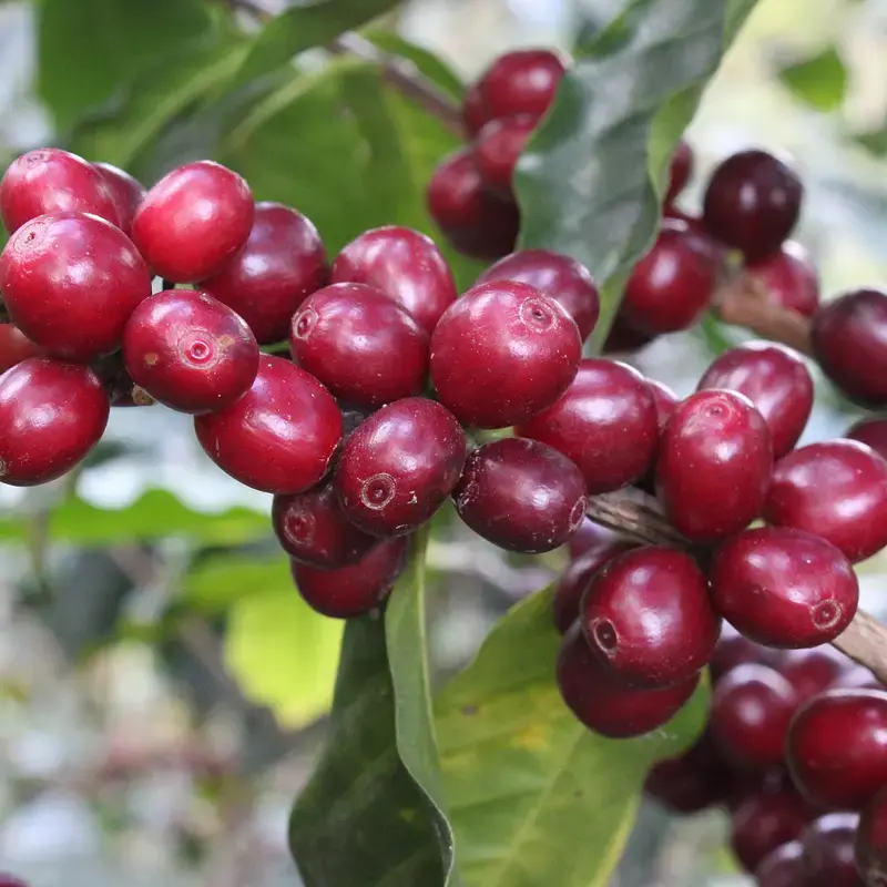 Miniature : Pérou - Sequiapampa