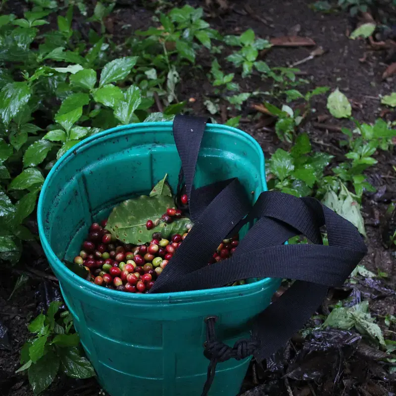 Miniature : Pérou - Sequiapampa