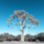 Create an image of the Gum Tree from Australia in colors like blue, grey and white.jpg